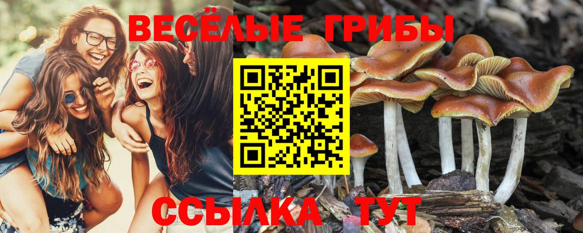 Галлюциногенные грибы MAGIC MUSHROOMS Калининград